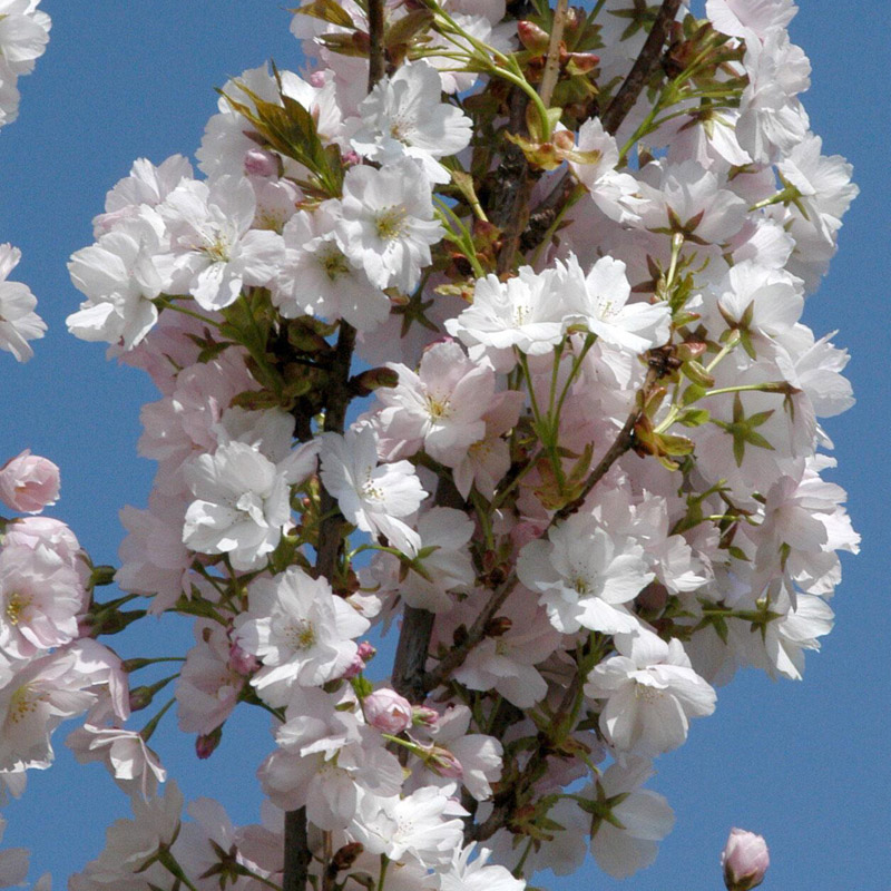 Artikelbild 2 des Artikels “Säulen-Zier-Kirsche “
