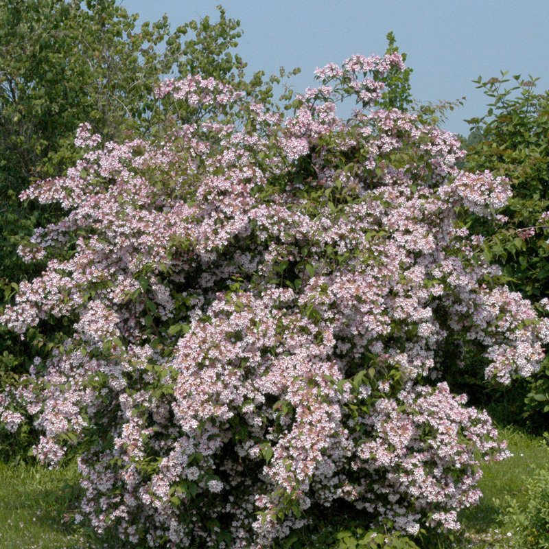 Artikelbild 2 des Artikels “Kolkwitzie, Perlmuttstrauch “
