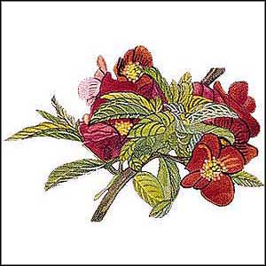 Artikelbild 2 des Artikels “Japanische Zierquitte “