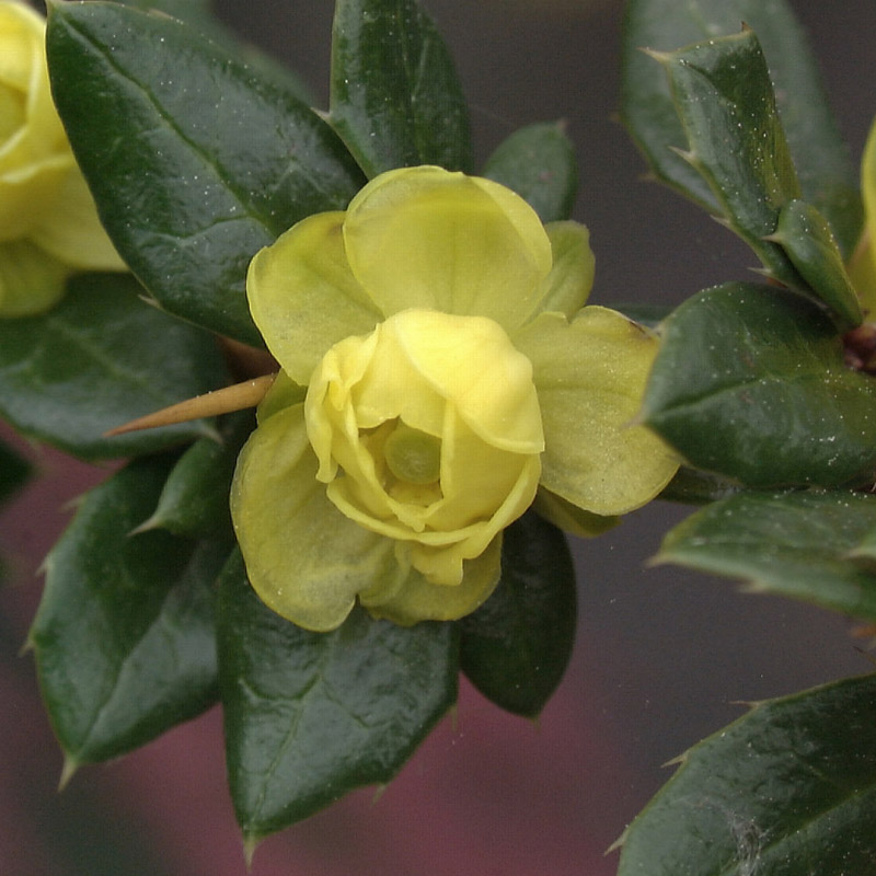 Artikelbild 2 des Artikels “Warzen-Berberitze “