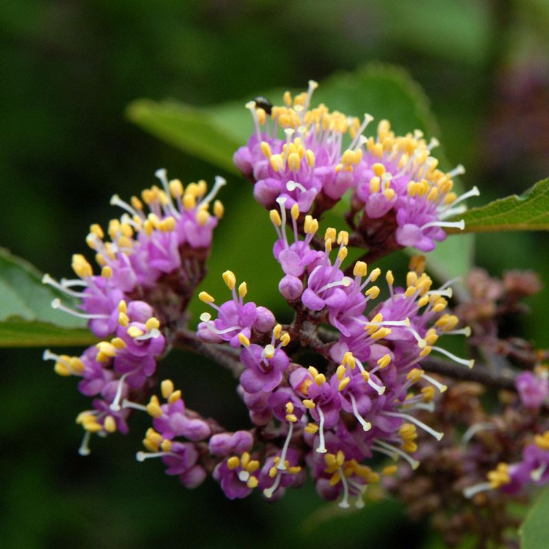 Artikelbild 2 des Artikels “Liebesperlenstrauch “