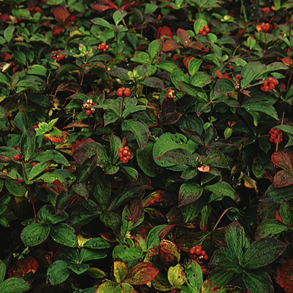 Artikelbild 2 des Artikels “Teppich-Hartriegel “