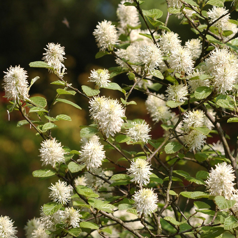 Artikelbild 2 des Artikels “Federbuschstrauch “