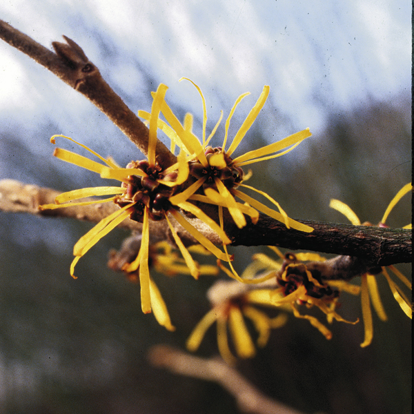 Artikelbild 2 des Artikels “Zaubernuss, gelb “