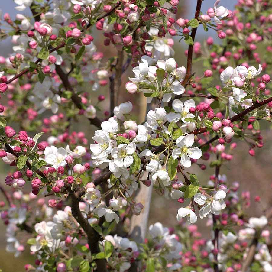 Artikelbild 2 des Artikels “Zierapfel, weiß “