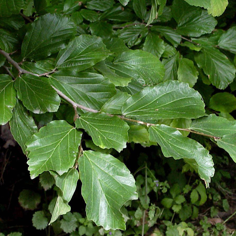 Artikelbild 2 des Artikels “Eisenholzbaum “