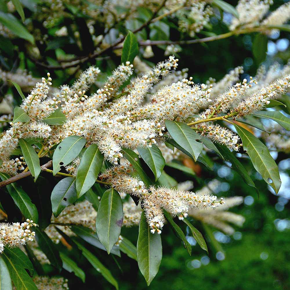 Artikelbild 2 des Artikels “Lorbeerkirsche “