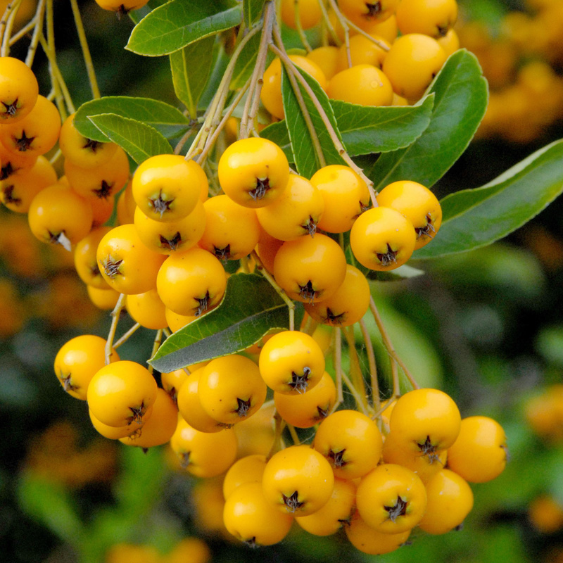 Artikelbild 2 des Artikels “Feuerdorn, gelb “