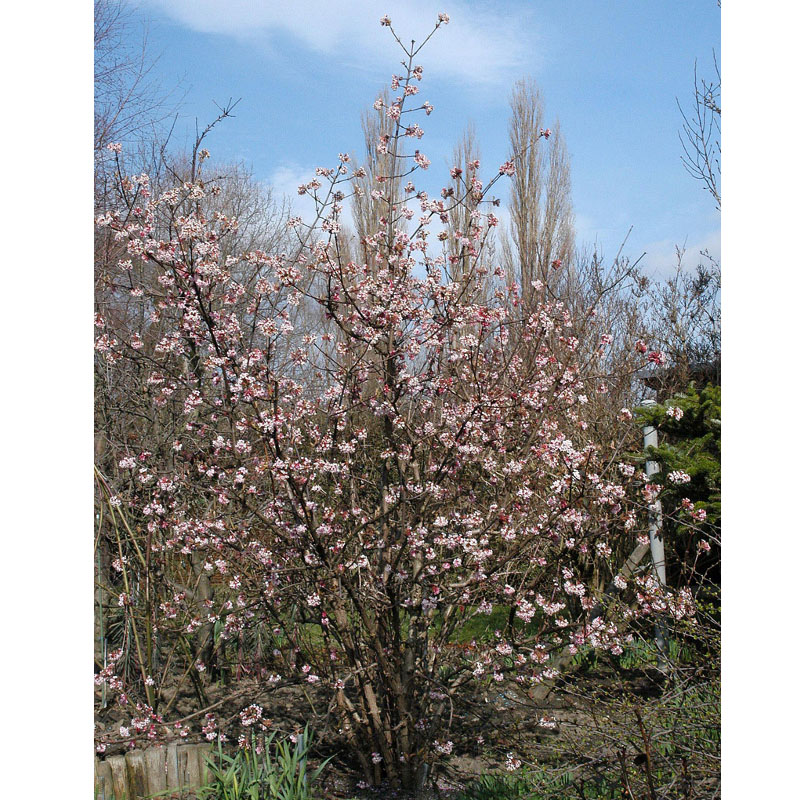 Artikelbild 2 des Artikels “Winterduft-Schneeball “