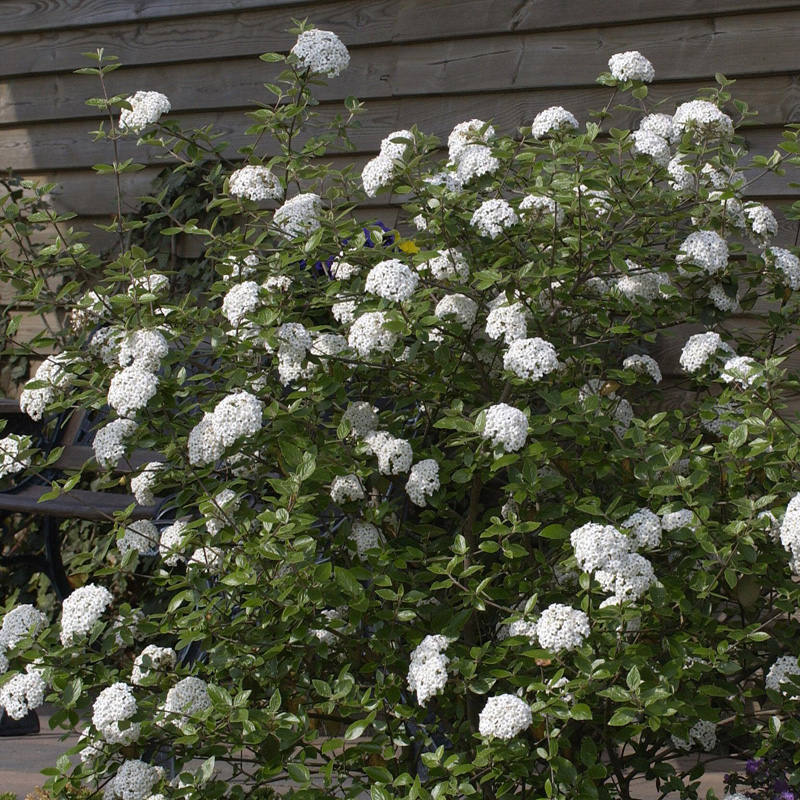 Artikelbild 2 des Artikels “Oster-Schneeball “