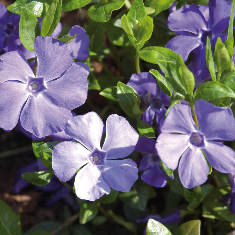 Artikelbild 2 des Artikels “Immergrün, blau “