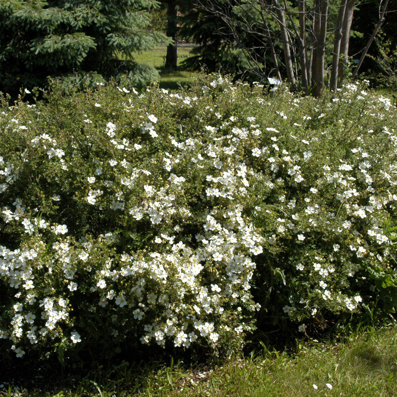 Artikelbild 2 des Artikels “Fingerstrauch, weiß “