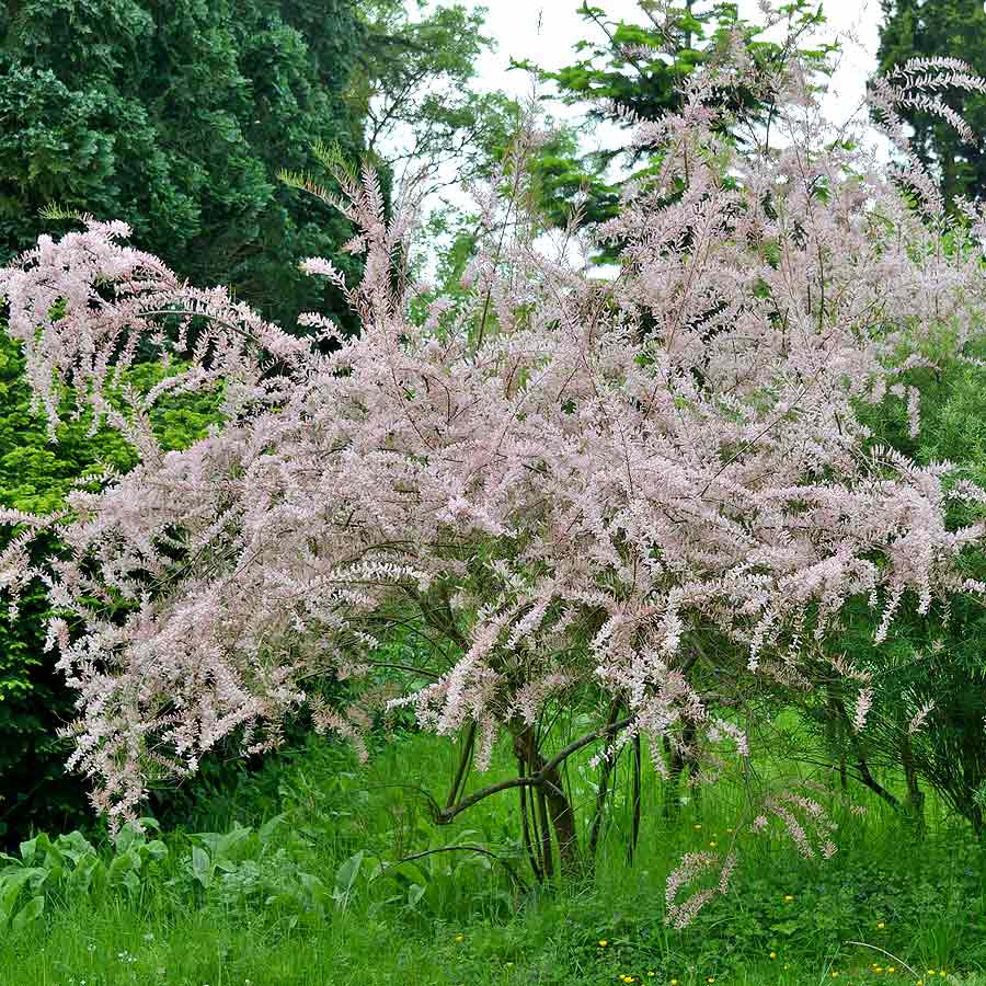 Artikelbild 2 des Artikels “Frühlings-Tamariske “