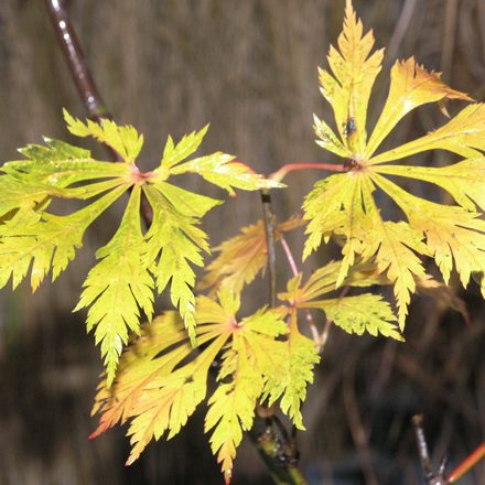 Artikelbild 2 des Artikels “Feuer-Ahorn “