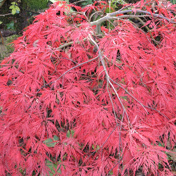 Artikelbild 2 des Artikels “Schlitz-Ahorn, dunkelrot “