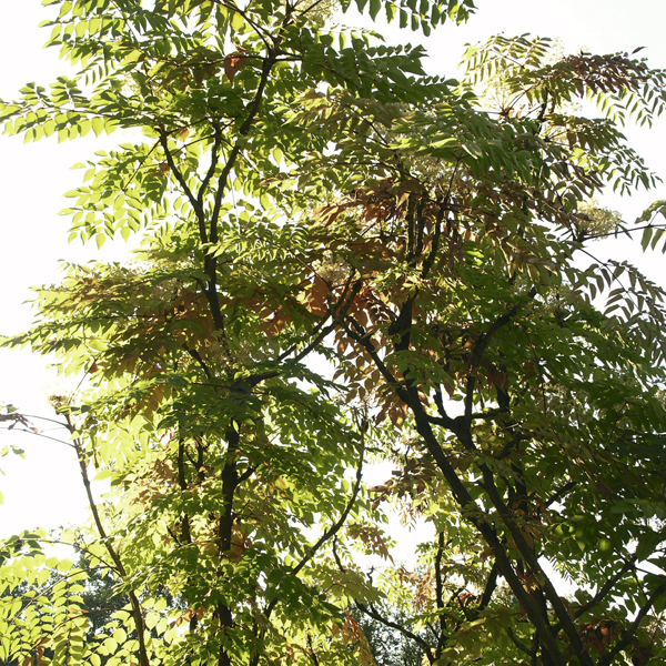 Artikelbild 2 des Artikels “Aralie, 'Teufels-Krückstock' “