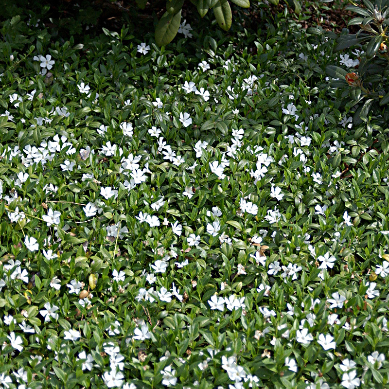 Artikelbild 2 des Artikels “Immergrün, weiß “