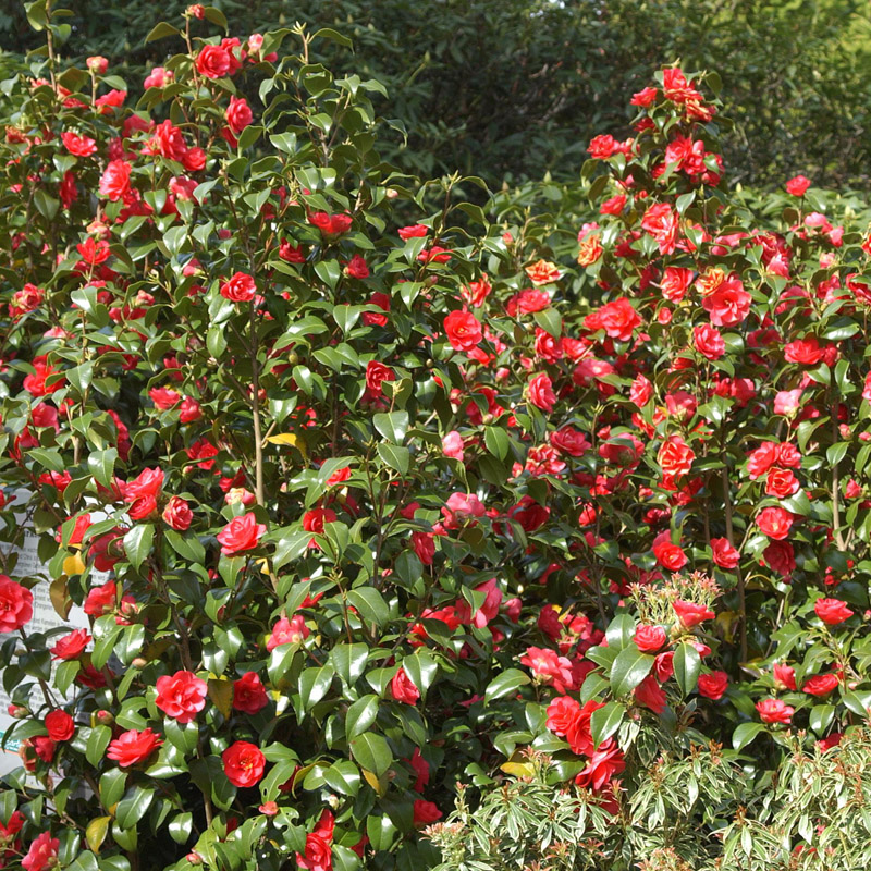 Artikelbild 2 des Artikels “Freiland Kamelie, rot “