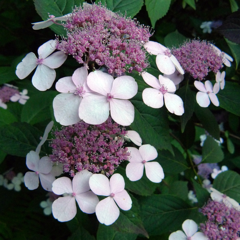 Artikelbild 2 des Artikels “Tellerhortensie “