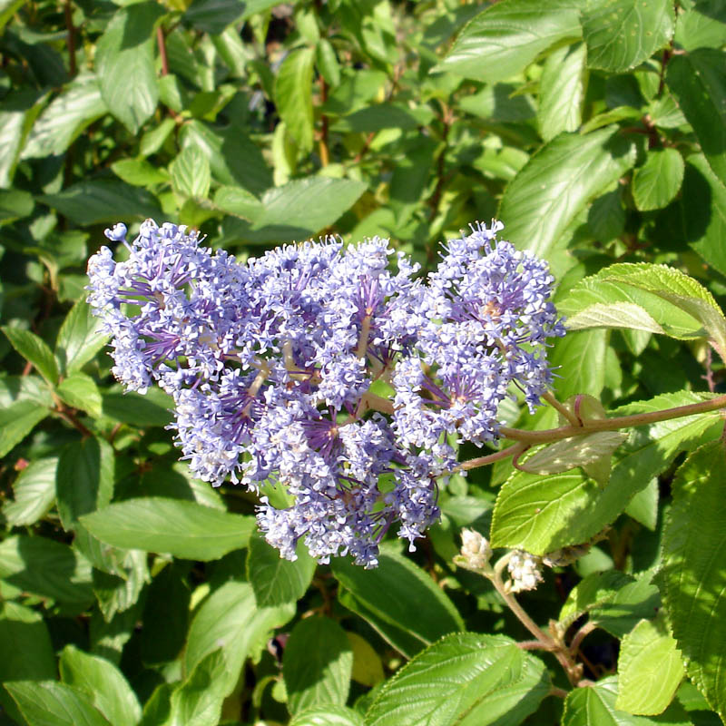 Artikelbild 2 des Artikels “Säckelblume, blau “