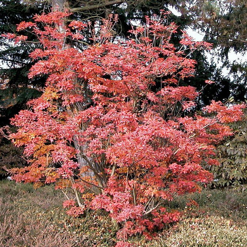 Artikelbild 2 des Artikels “Prachtglocke “