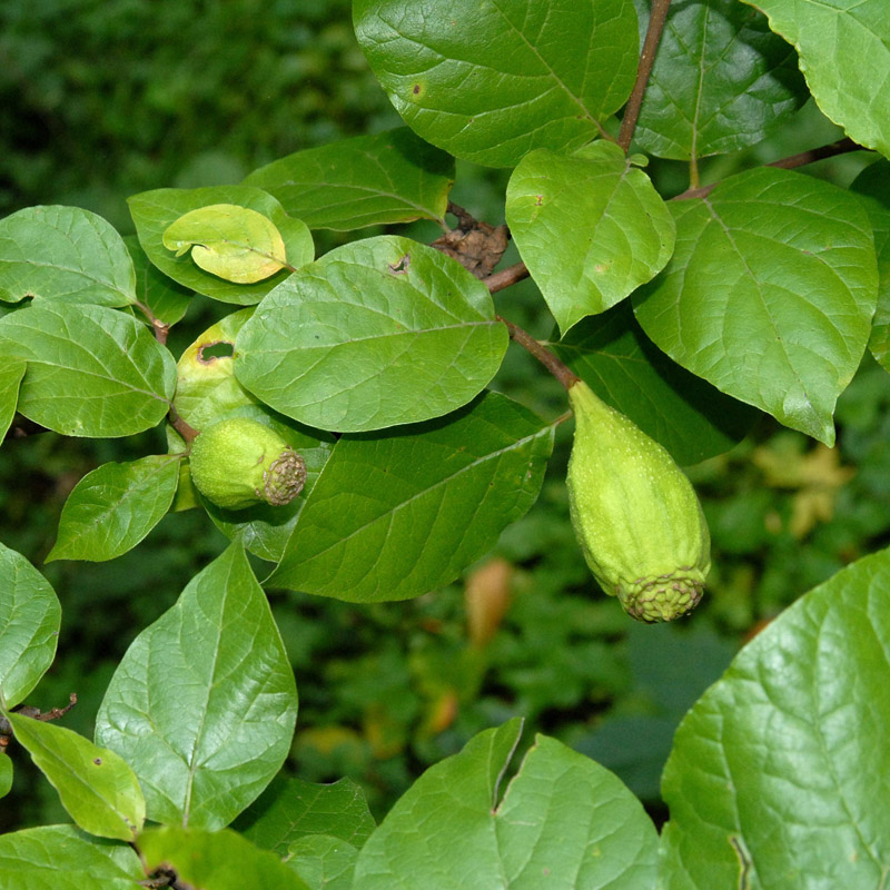 Artikelbild 2 des Artikels “Gewürzstrauch “