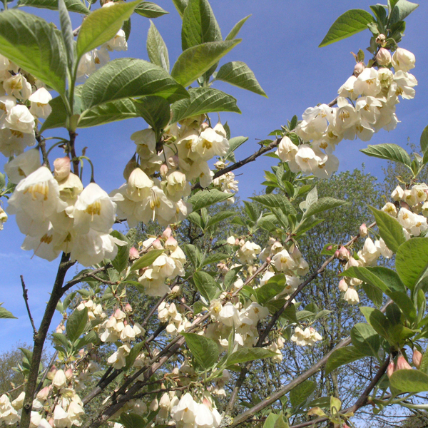 Artikelbild 2 des Artikels “Schneeglöckchenbaum “