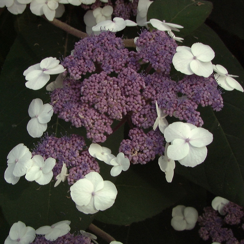Artikelbild 2 des Artikels “Samt-Hortensie “