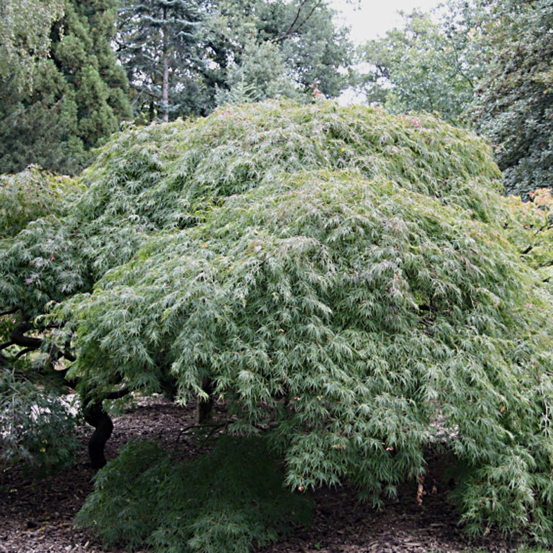 Artikelbild 2 des Artikels “Schlitz-Ahorn, grün “