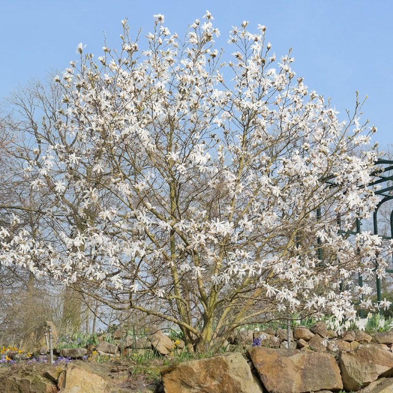 Artikelbild 2 des Artikels “Stern-Magnolie “