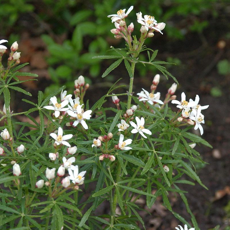 Artikelbild 2 des Artikels “Orangenbaum “