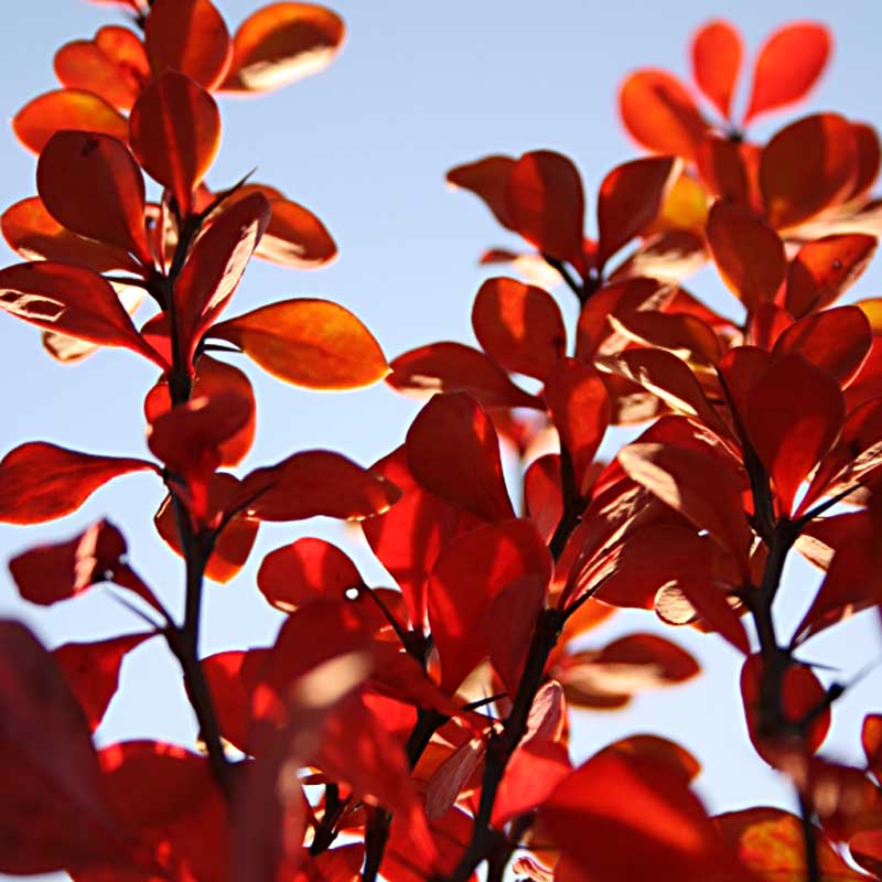 Artikelbild 2 des Artikels “Blut-Berberitze “