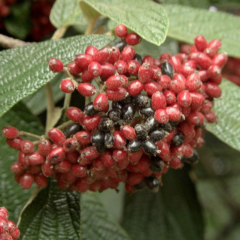 Artikelbild 2 des Artikels “Zungen-Schneeball “