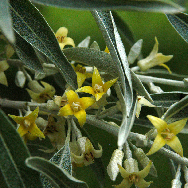 Artikelbild 2 des Artikels “Ölweide “