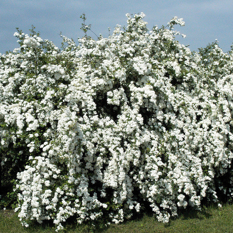 Artikelbild 2 des Artikels “Pracht-Spiere, weiß “
