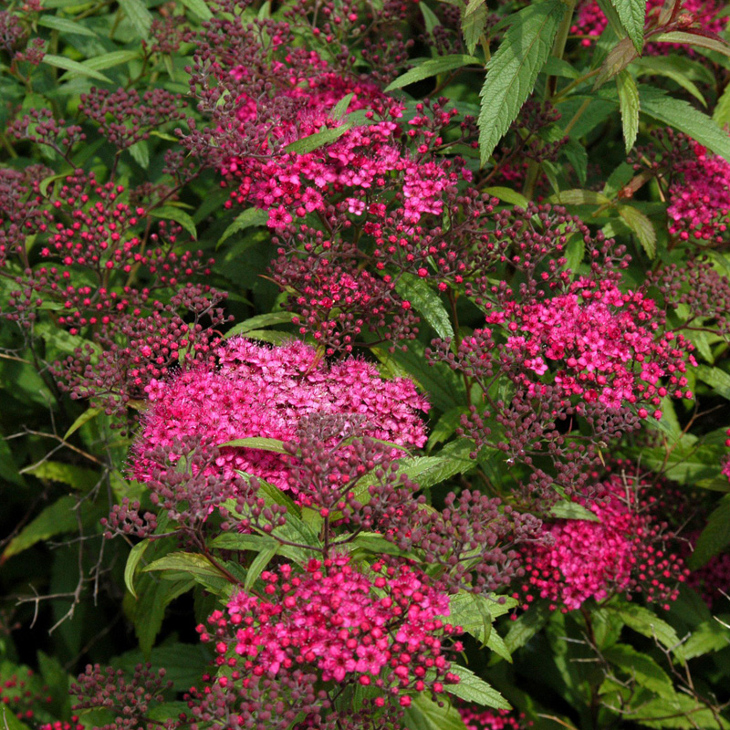 Artikelbild 2 des Artikels “Sommer-Spiere, rot “