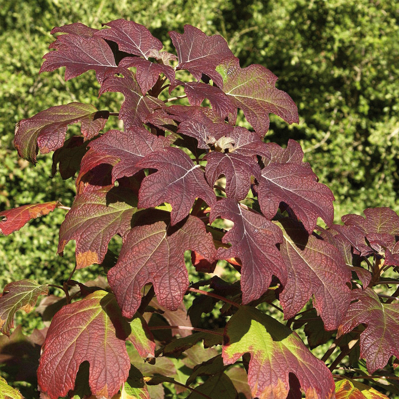 Artikelbild 2 des Artikels “Eichenblatt-Hortensie “