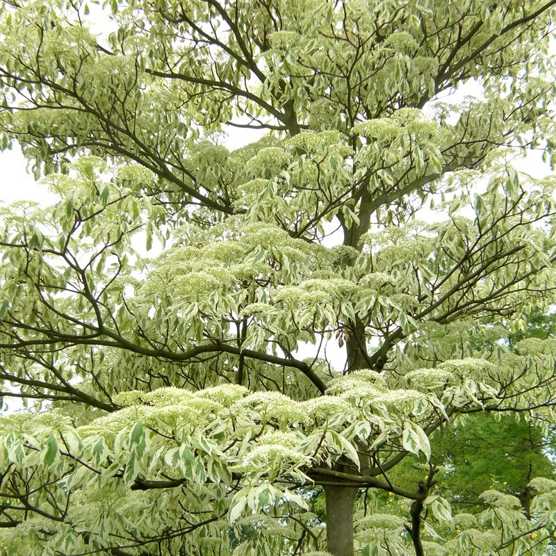 Artikelbild 2 des Artikels “Etagen-Hartriegel “