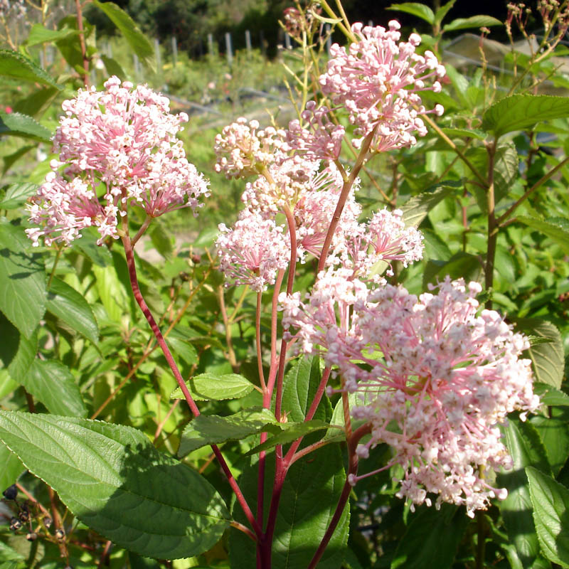 Artikelbild 2 des Artikels “Säckelblume, rosa “