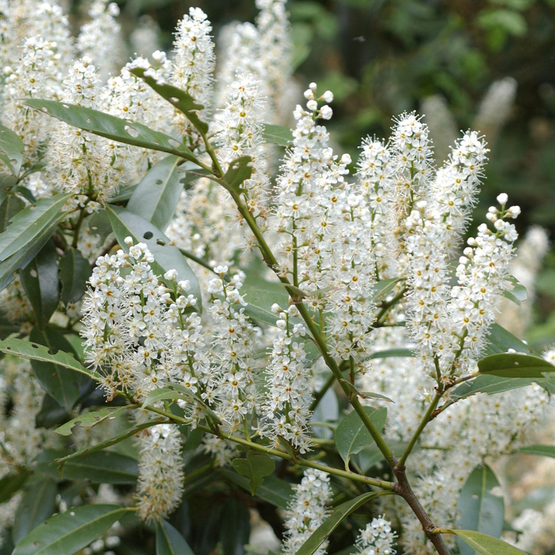 Artikelbild 2 des Artikels “Lorbeerkirsche, hoch “