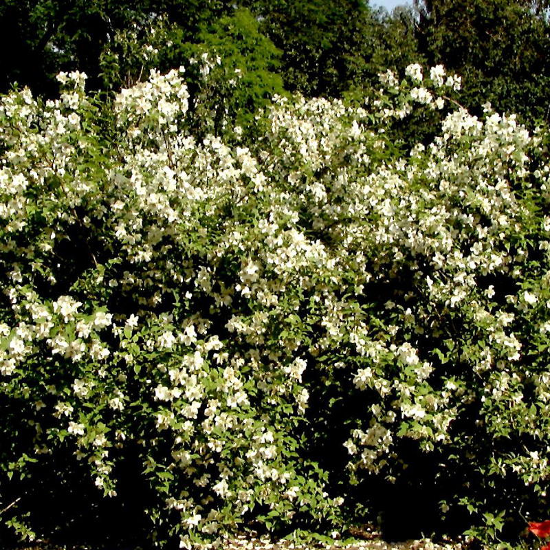 Artikelbild 2 des Artikels “Gartenjasmin 'Schöner Stern', niedrig “