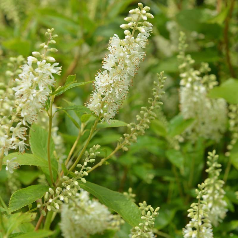 Artikelbild 2 des Artikels “Zimterle, weiß “