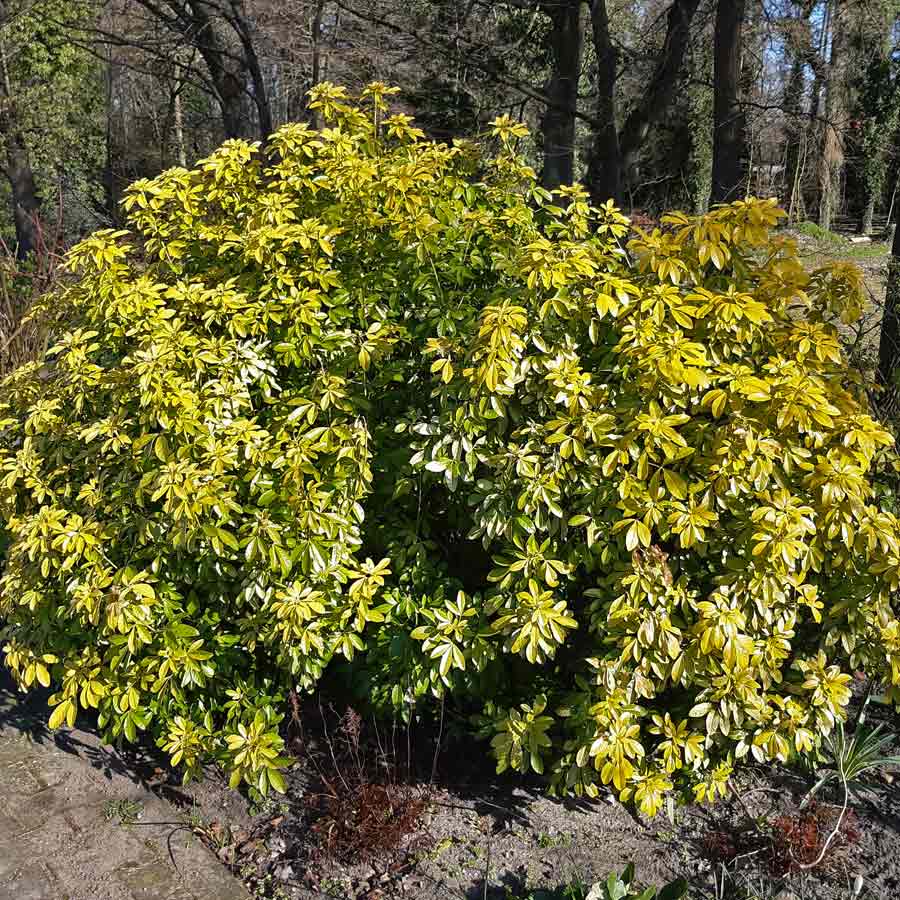 Artikelbild 2 des Artikels “Orangenbaum, gelblaubig “