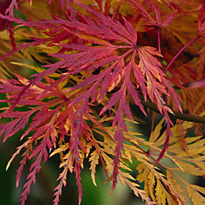 Artikelbild 2 des Artikels “Schlitz-Ahorn, grün “
