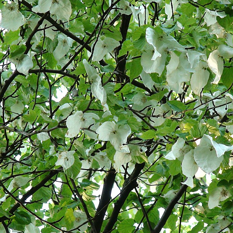 Artikelbild 2 des Artikels “Taschentuchbaum “