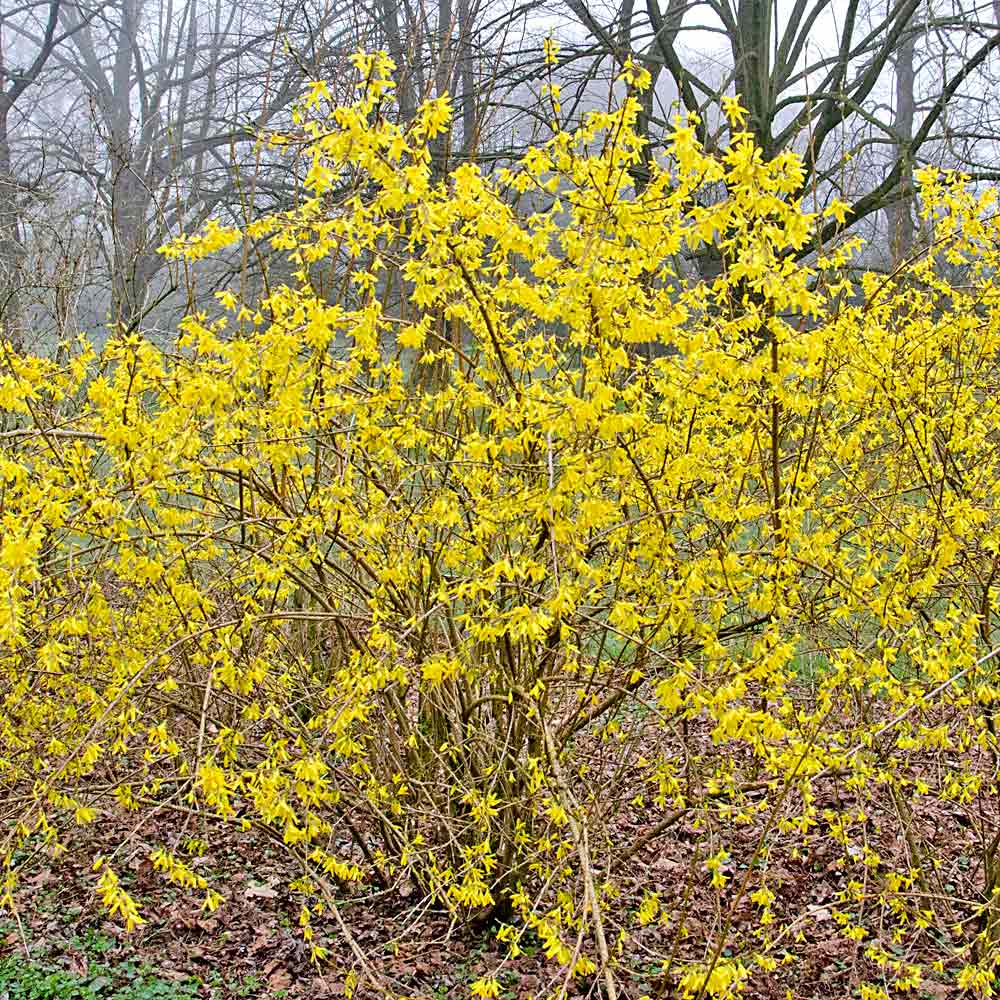 Artikelbild 2 des Artikels “Forsythie “