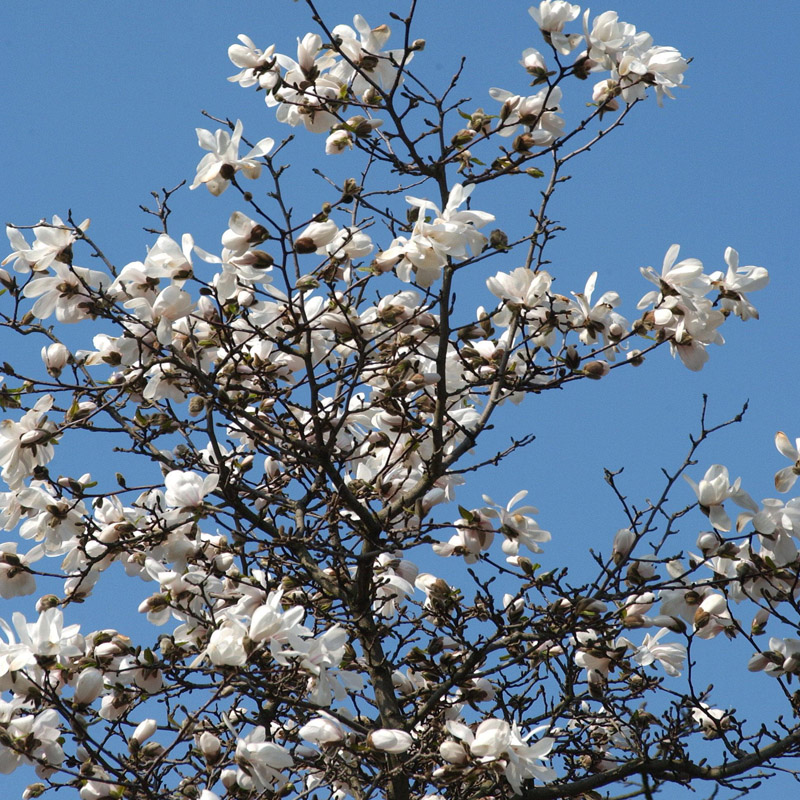 Artikelbild 2 des Artikels “Große Stern-Magnolie “