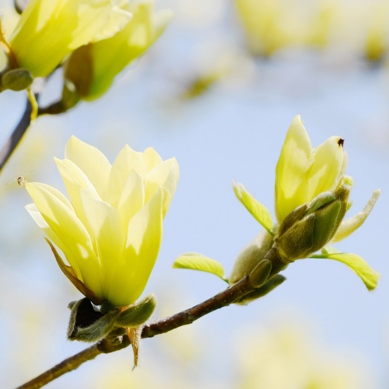 Artikelbild 2 des Artikels “Gelbe Baum-Magnolie “