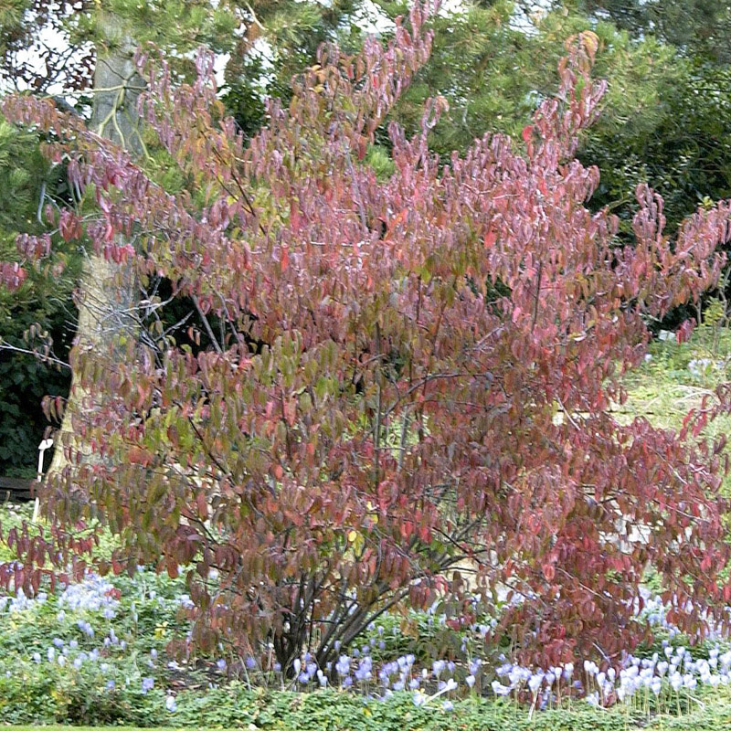 Artikelbild 2 des Artikels “Perlschweif “