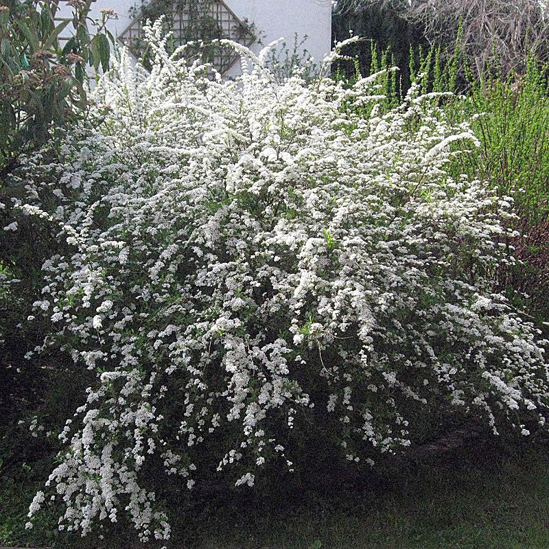 Artikelbild 2 des Artikels “Braut-Spiere “